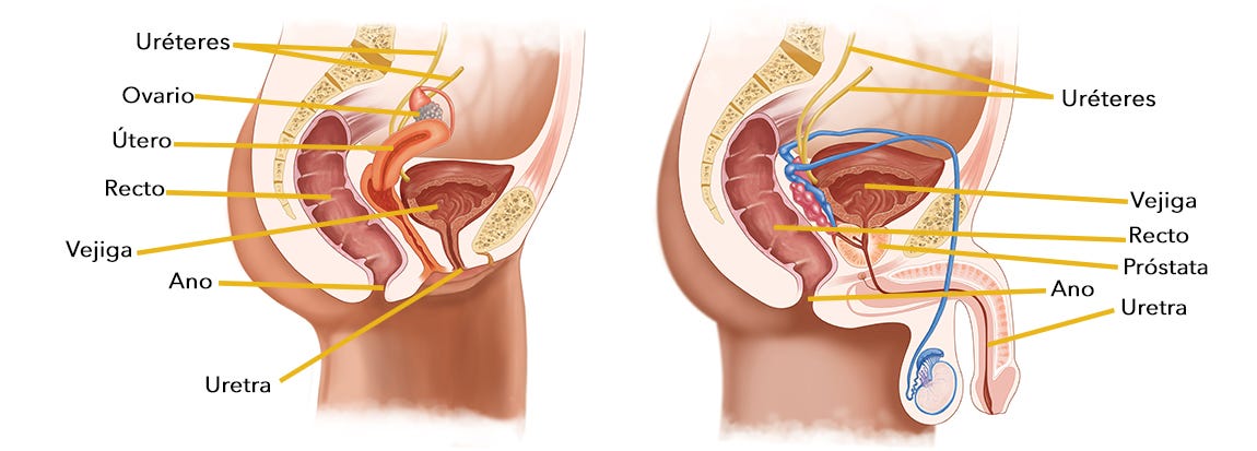Aprato urinario femenino y masculino | Club de Cuidadores